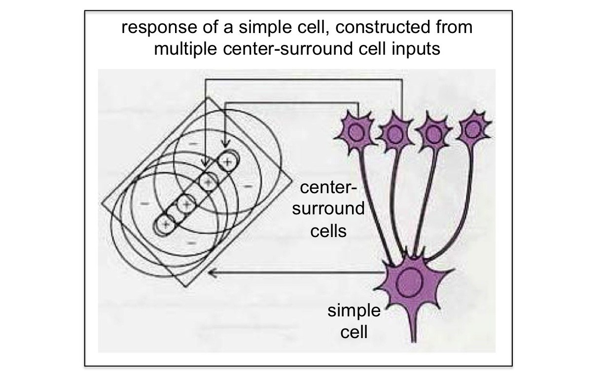 vision neuron